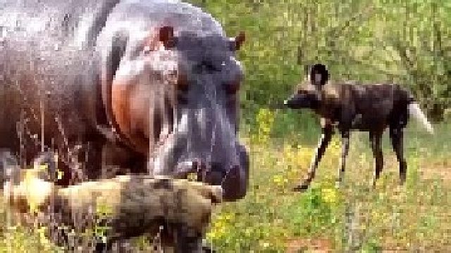 一群野狗试图捕猎河马和大象