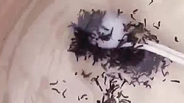 我以为是芝麻糊