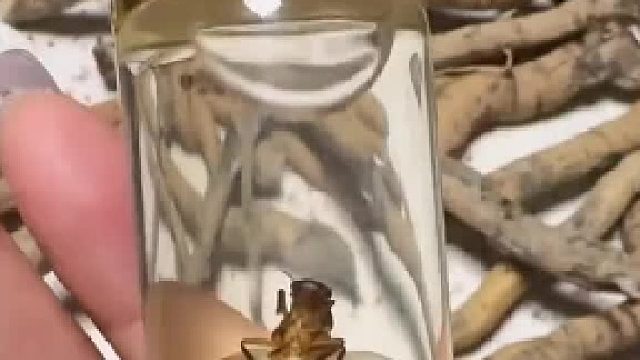 怎么啥都拿来泡酒