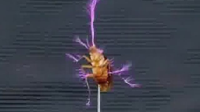 瞧给蟑螂开心的，手舞足蹈的