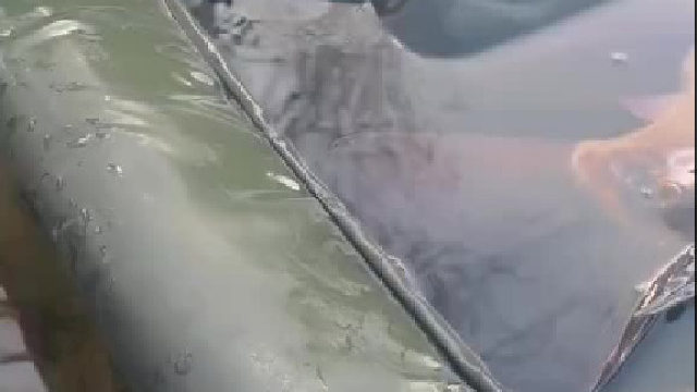 这条鲤鱼得长多久才能这么大一条？