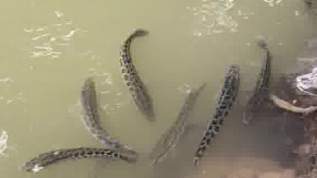 钓鱼遇到的一幕一下子没反应过来，这是什么情况