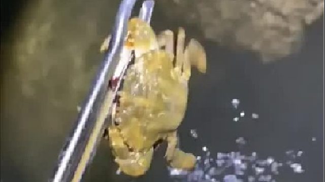 户外赶海抓海鲜