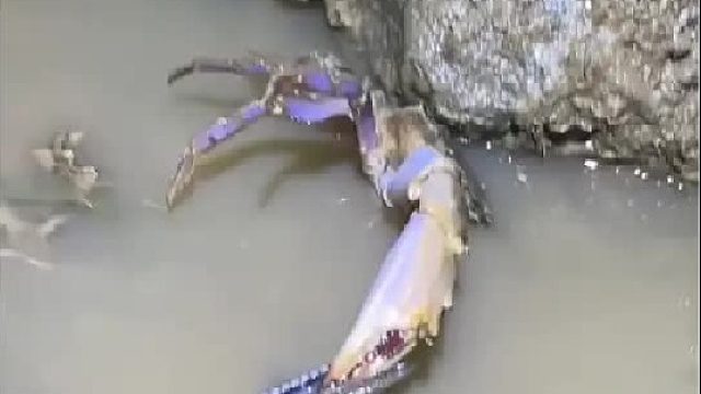 户外赶海抓海鲜