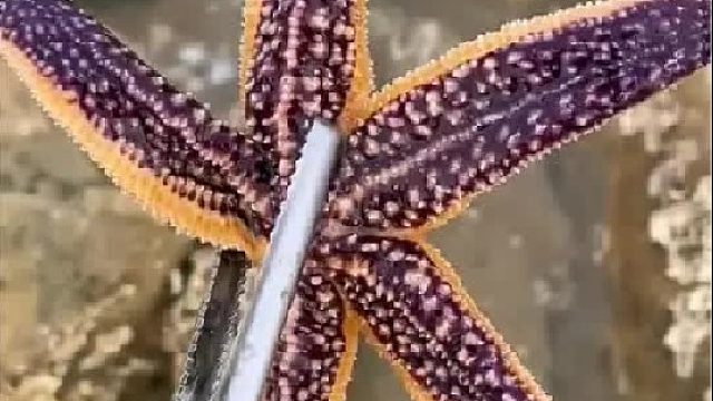 户外赶海抓海鲜