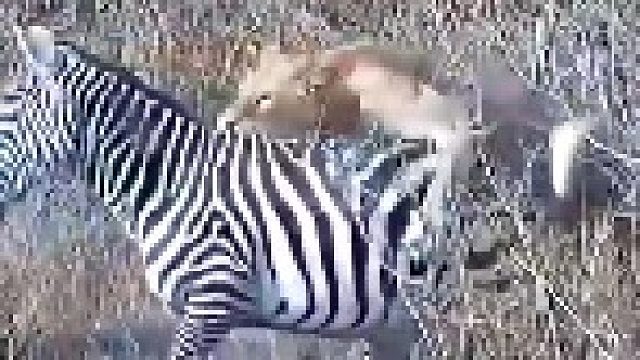 母狮狩猎斑马，斑马慌乱之下原地转圈圈