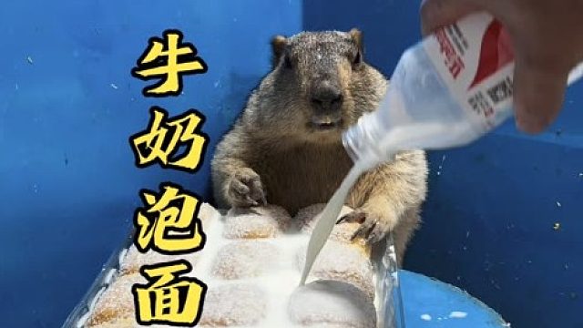 大面包吃起来就是爽