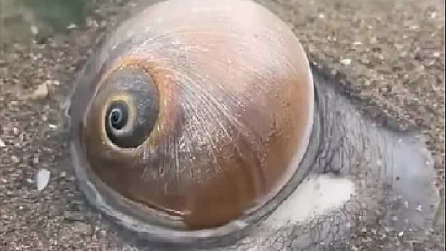 户外赶海抓海鲜