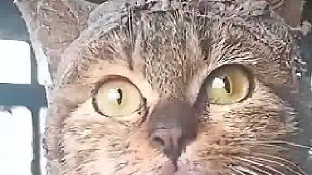 猫咪：顺着网线过来的