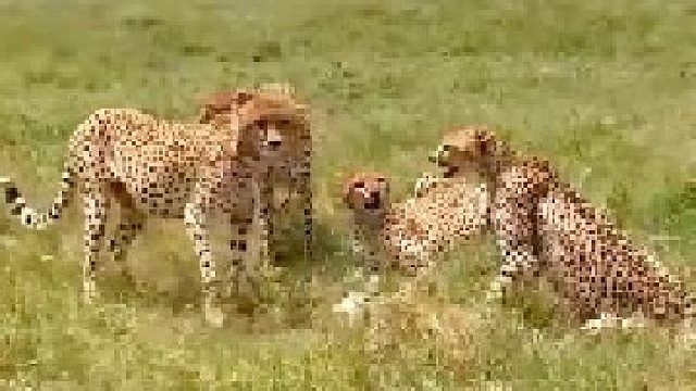 三只雄猎豹和一只母猎豹相遇