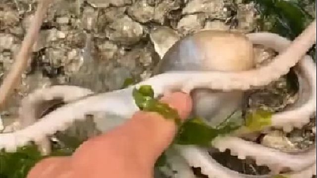 户外赶海抓海鲜