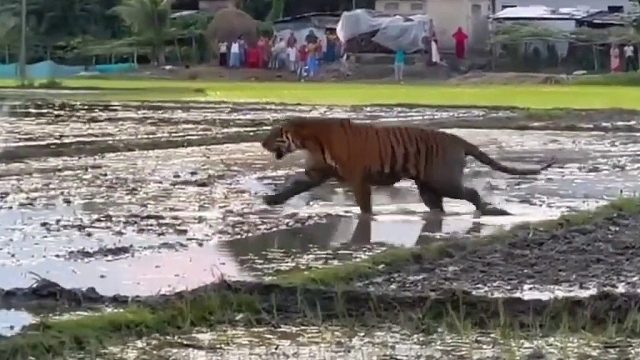 这么多吃瓜群众