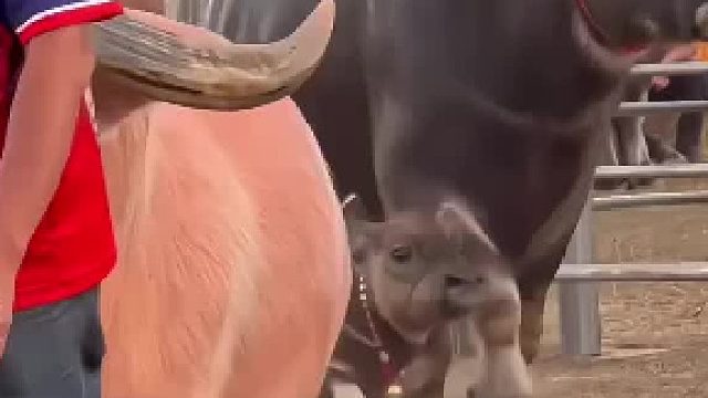 初生牛犊不怕虎