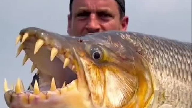 翘嘴_：原来我叫海鲢，原来我是海水鱼