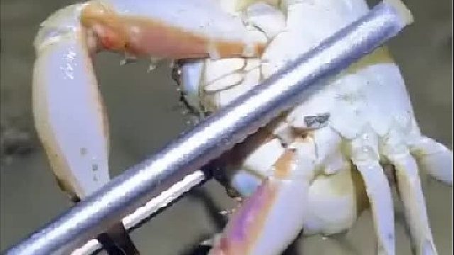 赶海赶海赶海啦