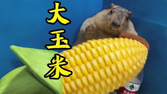 变个大玉米吃吃吧