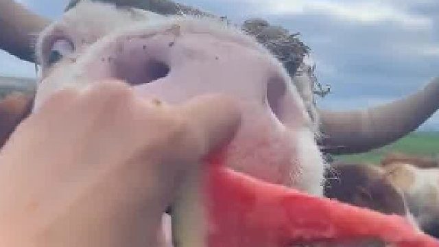 不偏不向，见者有份