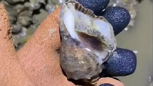 户外赶海抓海鲜