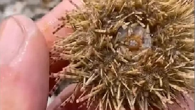 赶海赶海赶海啦