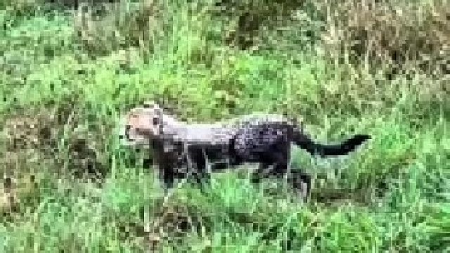母猎豹遭遇不测，小猎豹成为了孤儿