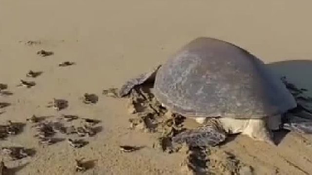 为大哥点个大大的赞