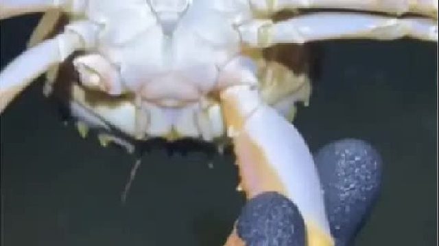 户外赶海抓海鲜