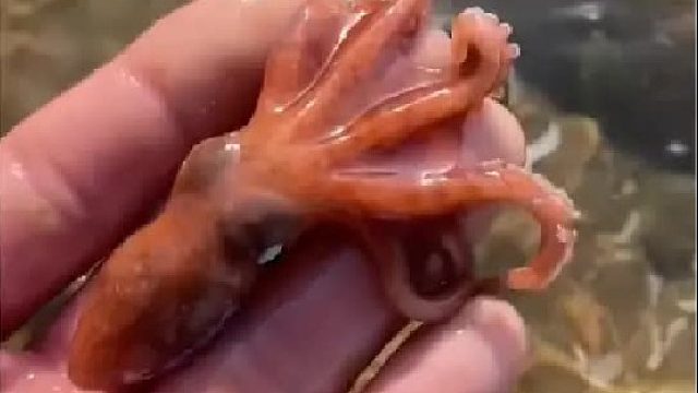 赶海赶海赶海啦