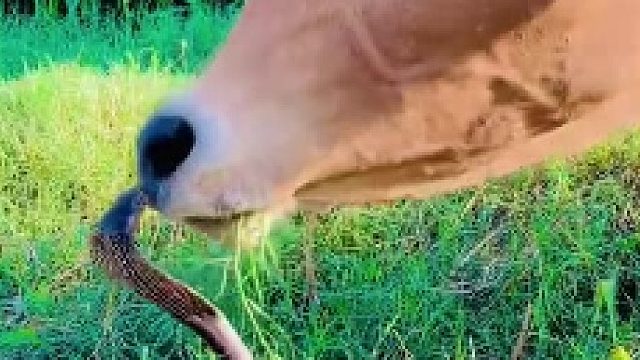 蛇：你除了弄我一身口水还能干啥？