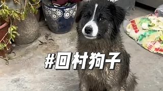 “第一批回村的狗子都在干什么？”