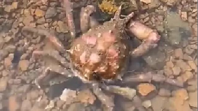 户外赶海抓海鲜