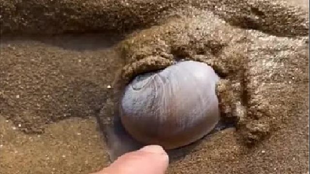 赶海赶海赶海啦