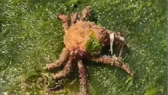 户外赶海抓海鲜