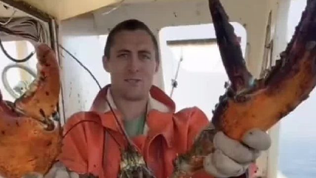 龙虾虽然好吃但是抓捕却很危险