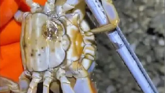 户外赶海抓海鲜