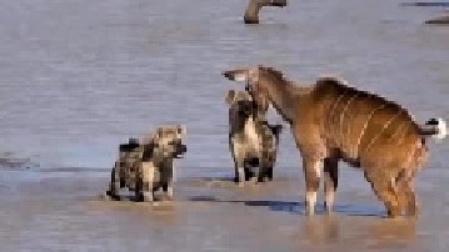 羚羊主动出击，挡住了鬣狗两次进攻