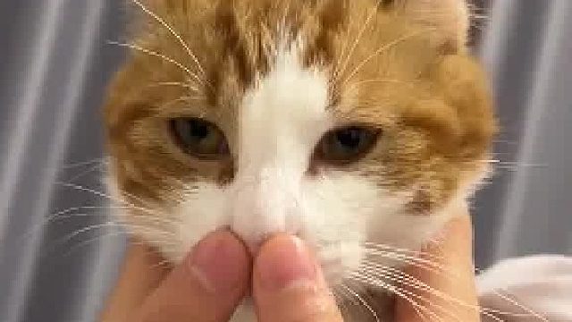 小猫忽然发现自己需要呼吸