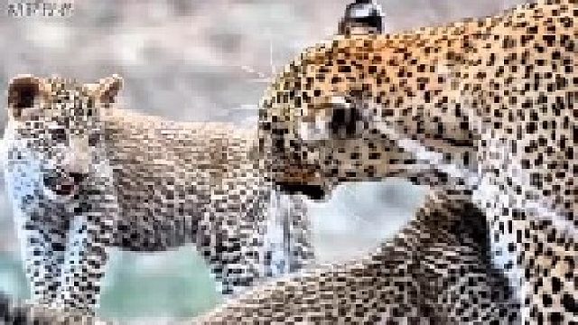 花豹带娃，两只幼崽快乐玩耍