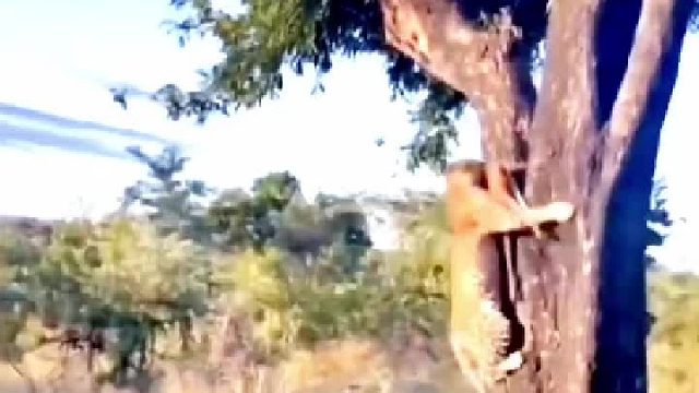 花豹母亲反应快，让鬣狗扑了个空，保住了食物