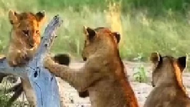 小狮子没跨过树枝，摔了一跤，太尴尬了