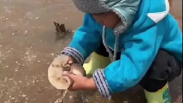 户外赶海抓海鲜