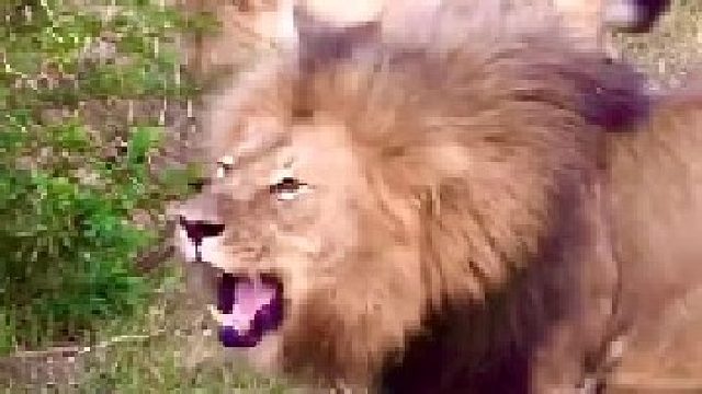 雄狮在餐桌上有优先进食权，母狮只能顺从