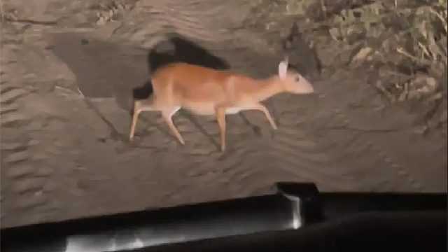 这玩意鬼鬼祟祟的是什么动物？把我路都挡住了