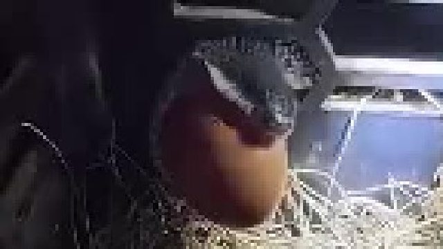 它好像有点舍不得