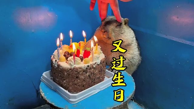 过个生日开心一下。