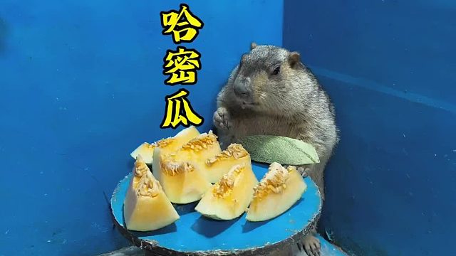 简简单单吃个瓜。