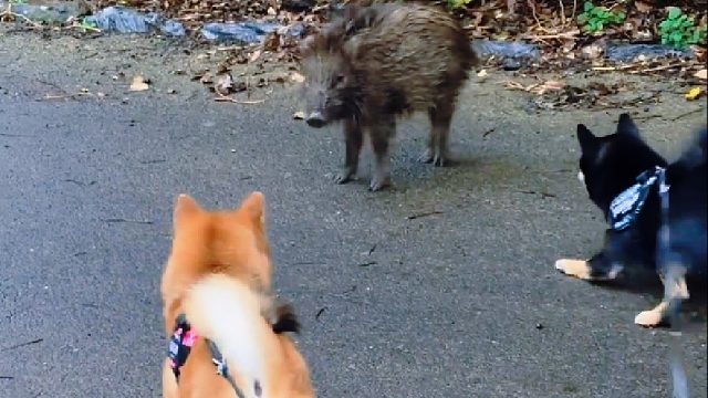 出门遛个狗，居然碰到只野猪，这可怎么办