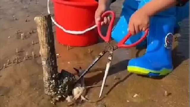 赶海赶海赶海啦