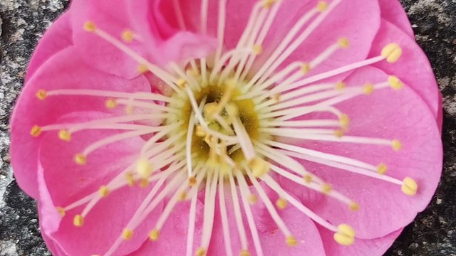 小憨憨@英魂之刃，游戏一顿揍