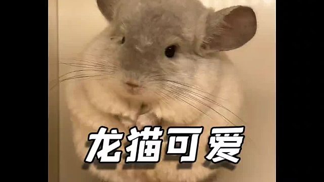 就不信，你没有被龙猫可爱到！