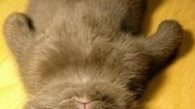 小憨憨@老紫数到3#个人原创视频